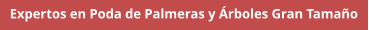 Expertos en Poda de Palmeras y Árboles Gran Tamaño